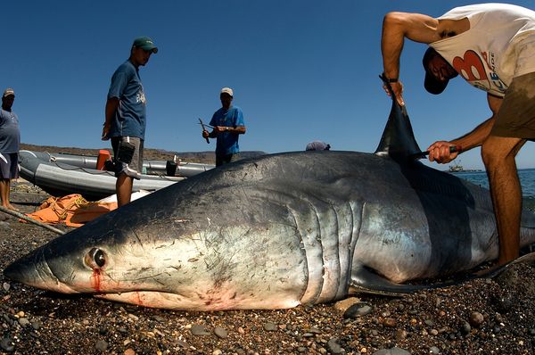 The real cost of shark fin soup