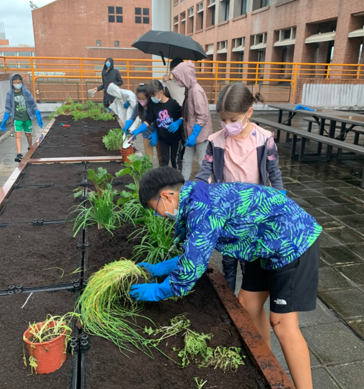 Even in the rain, lower school students stay after school for a late gardening session
of transplanting plants and weeding. [ABBY CHANG/THE BLUE & GOLD]
